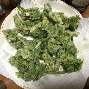 春の山菜 こごみの天ぷら